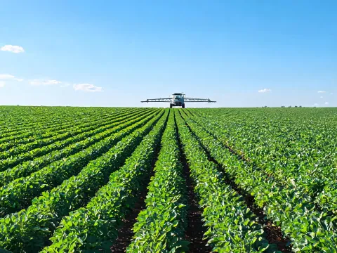 Broadacre crop rows