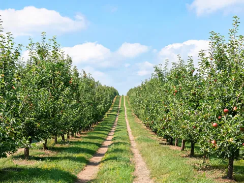 Orchard access and row spacing