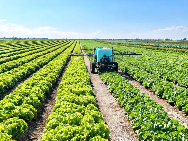 Vegetable production rows and equipment access